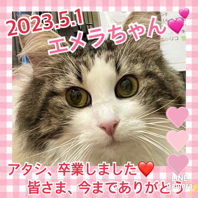 ★エメラ★2023,4,17ー2023,5,1【保護犬カフェ天神橋店】